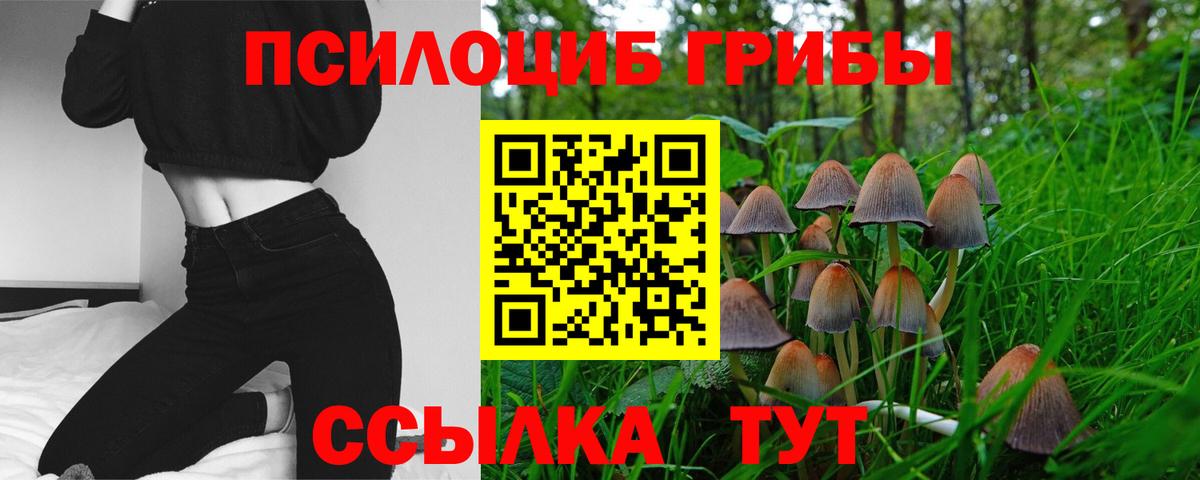 Псилоцибиновые грибы Psilocybine cubensis Бугульма